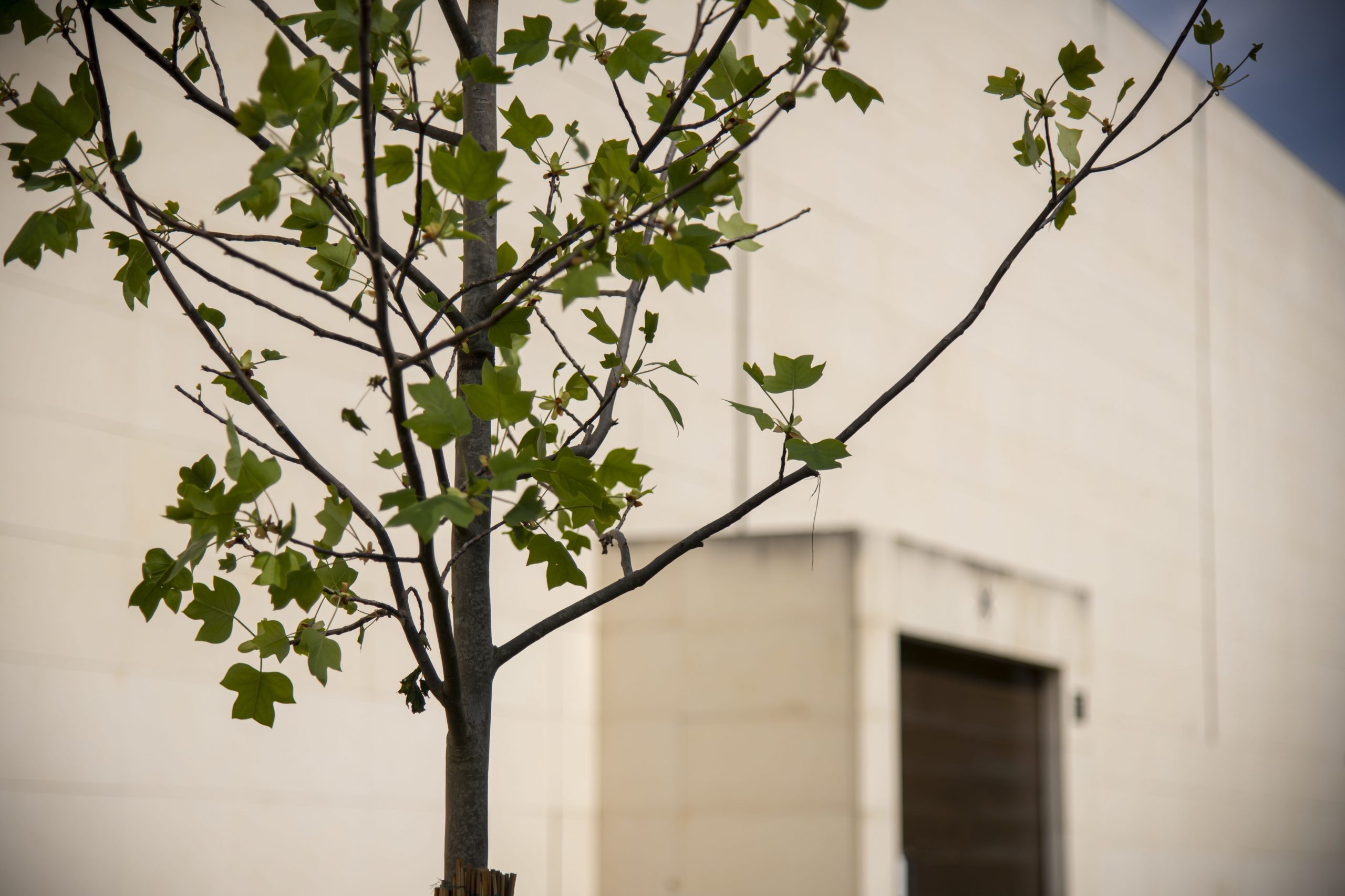 Il Bosco delle Artiste