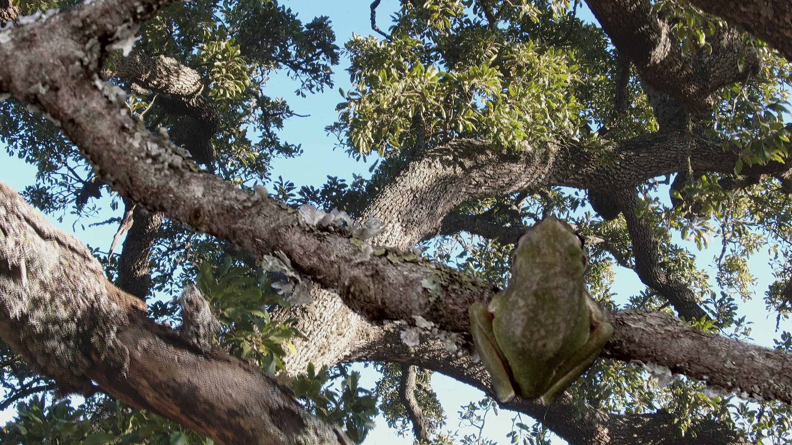 History of a Tree